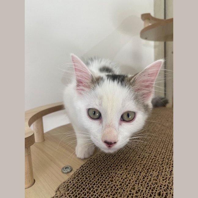 Photo of C1449 Sasha