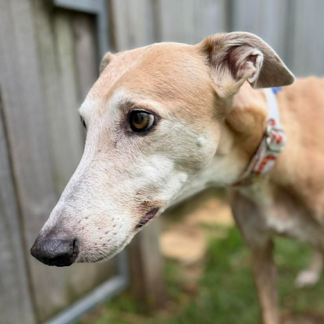 Photo of Sissy The Greyhound