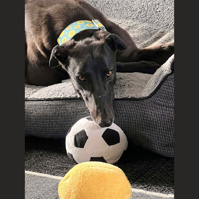 Photo of Izzy, The Greyhound