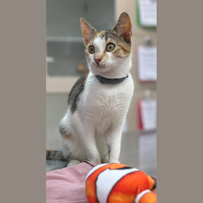 Photo of Miss Patch (9075)