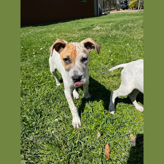 Photo of Rob   11 Week Old Cattle Dog X Staffy(trial 6/10)