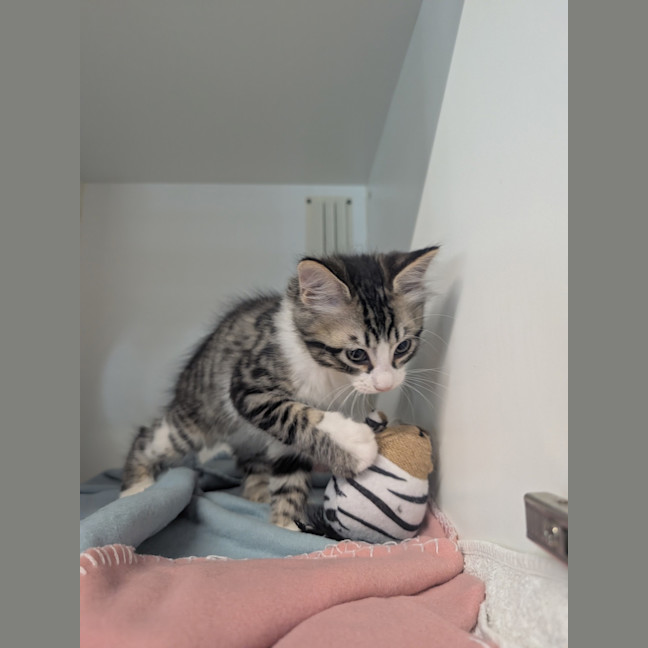 Photo of Lucky