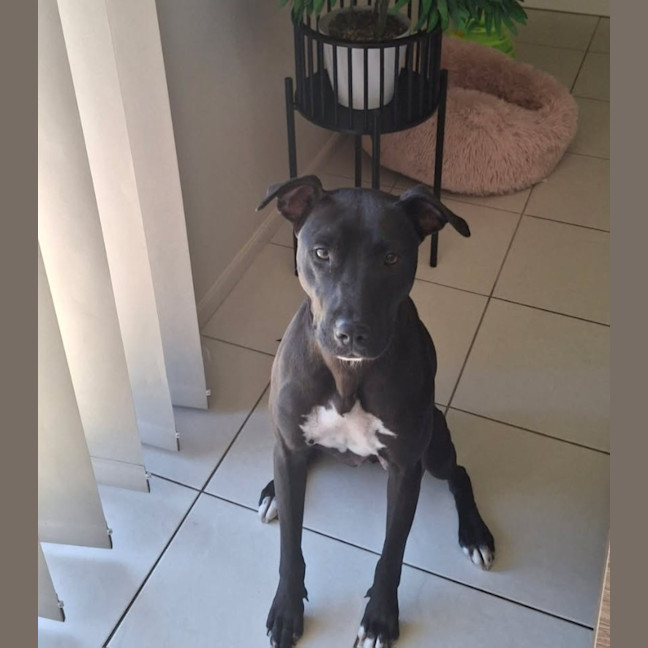 Photo of Ripley   1 Year Old Staffy X