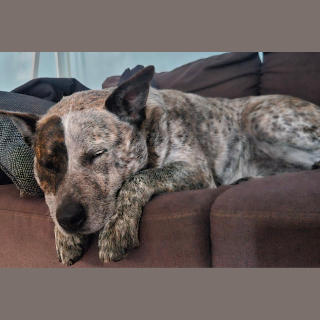 Photo of Odin   4 Year Old Cattle Dog
