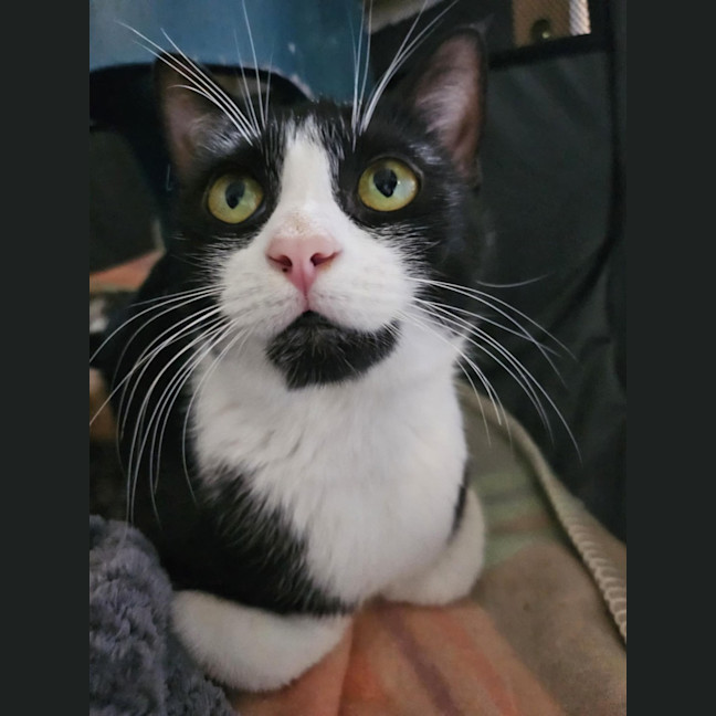 Photo of Gaia   Reduced Adoption Fee