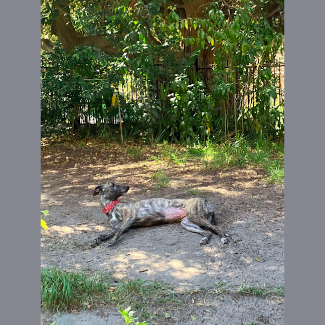 Photo of Bonnie, The Greyhound