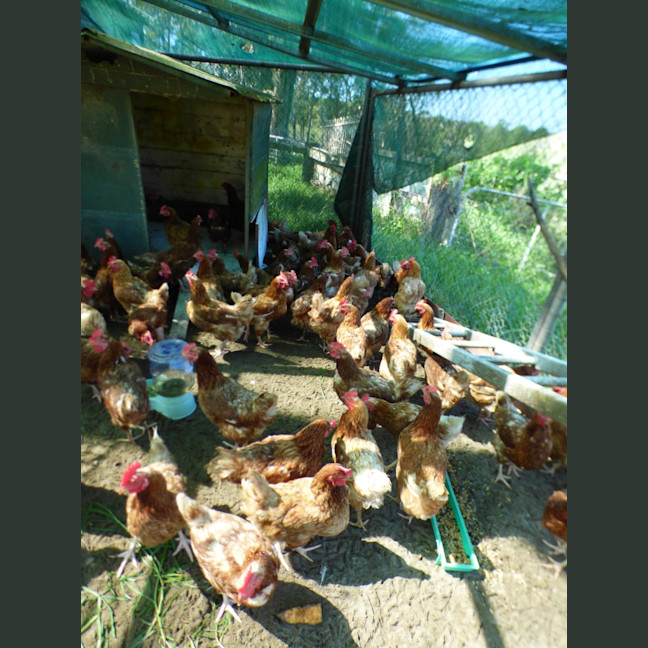 Photo of Chickens