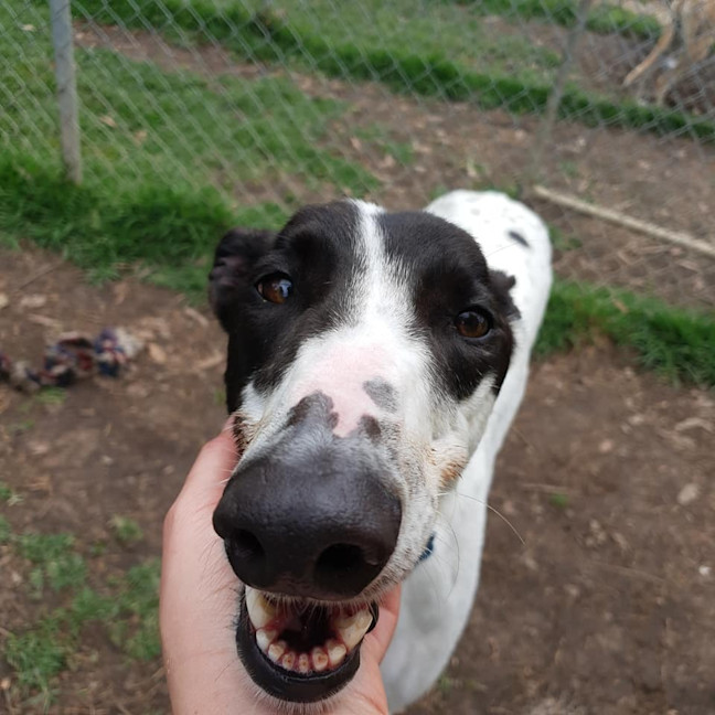 Photo of Ray (Prev. Ramone)