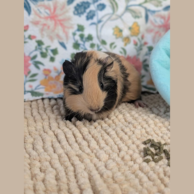 Photo of Nova & Teddy