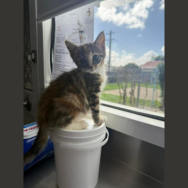 Photo of Sweet Pea