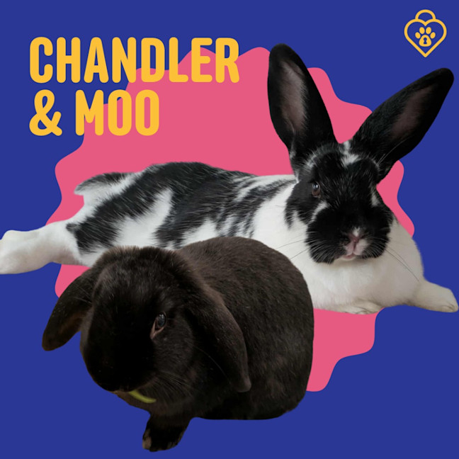 Photo of Chandler / Moo