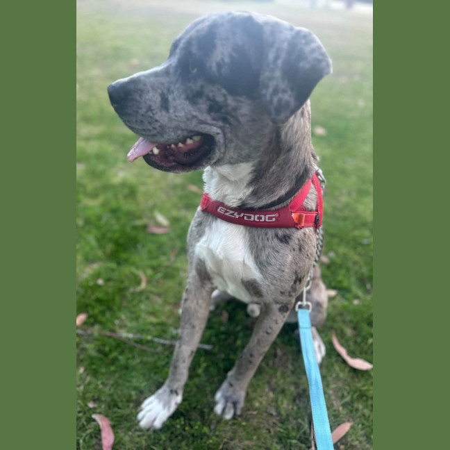 Photo of Patch