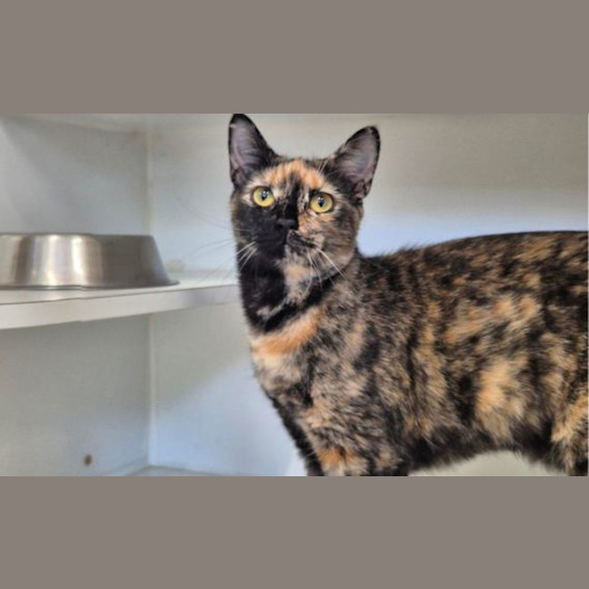 Photo of Nutmeg
