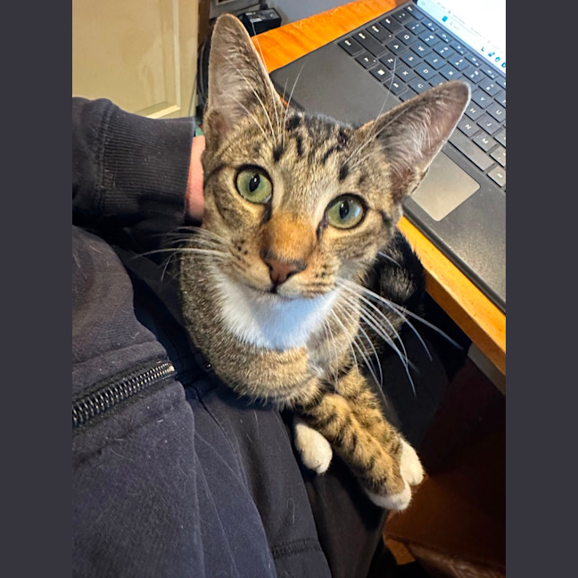 Photo of Tigger
