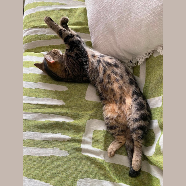 Photo of Lizzie 