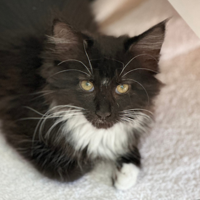 Photo of Suzi Fourarms