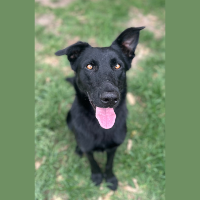 Photo of Akela