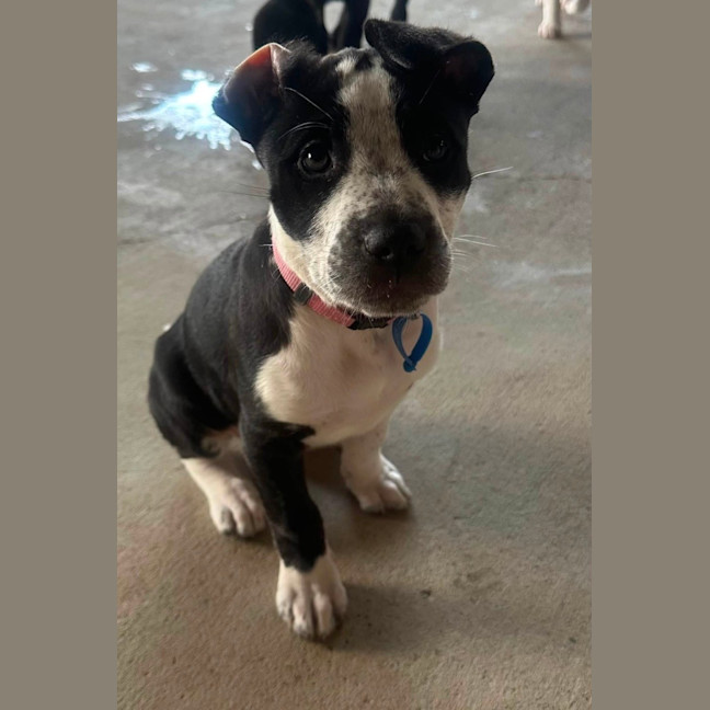Photo of Nova