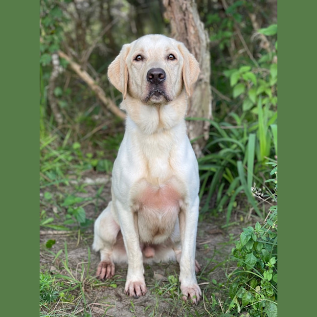 Photo of Rambo