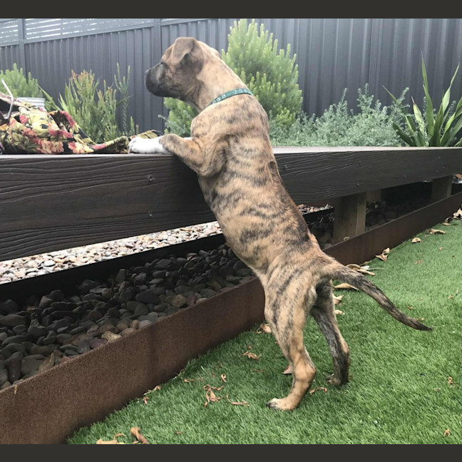 Photo of Ridge   14 Week Old Ridgeback X