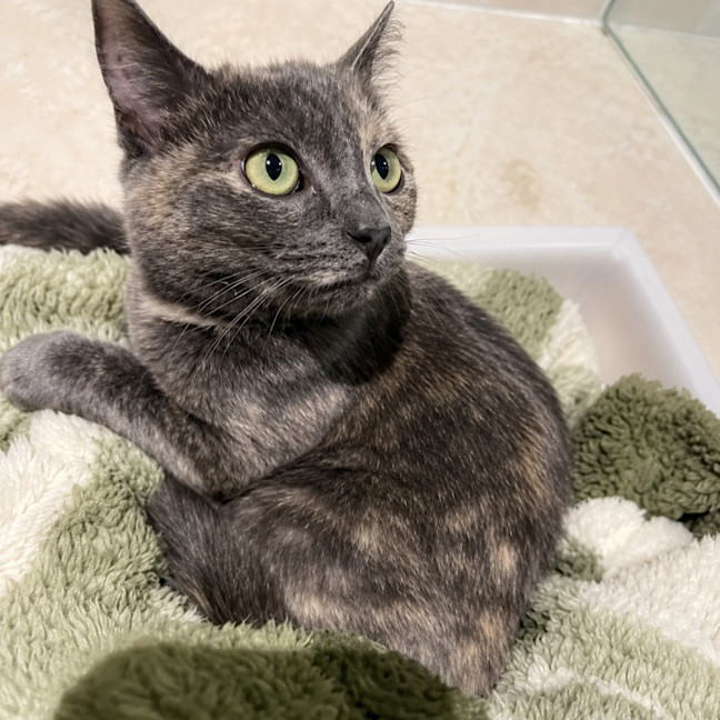 Photo of Sugar *9 Lives Project Rescue*