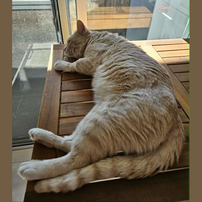 Photo of Thor