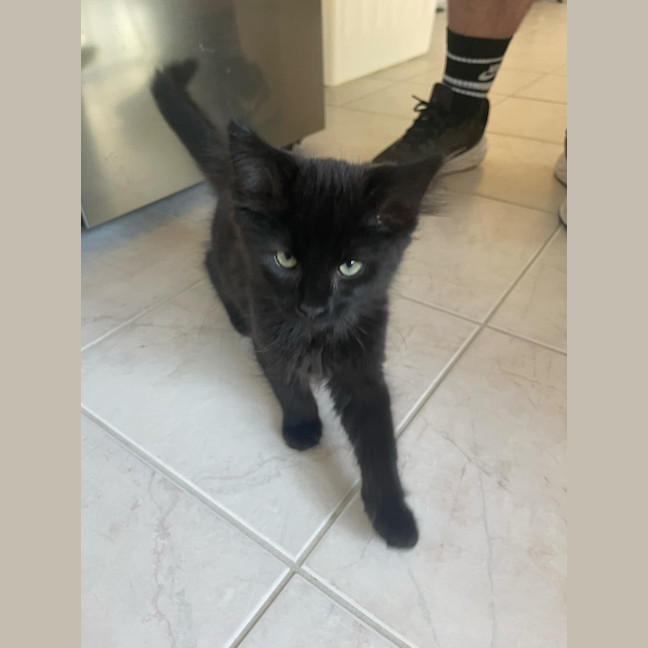 Photo of Charlie Meet Me@Petstock Keysborough Store 