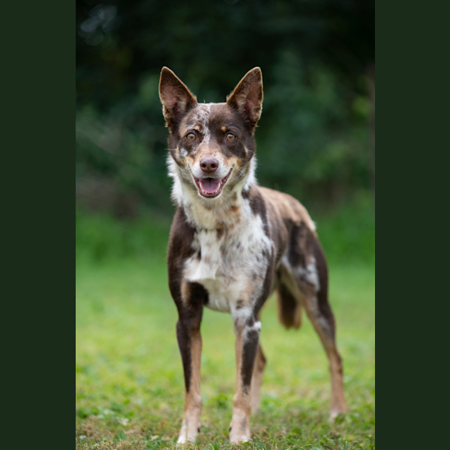 Photo of Bindi