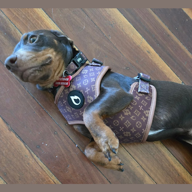 Photo of Choco