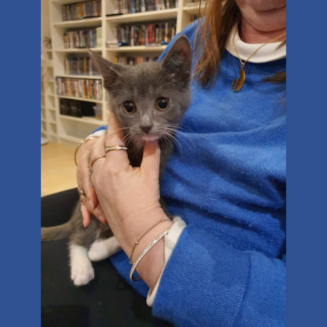 Photo of Primrose ** 2nd Chance Cát Rescue**