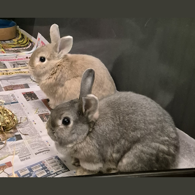 Photo of Ghost (Bonded With Casper)