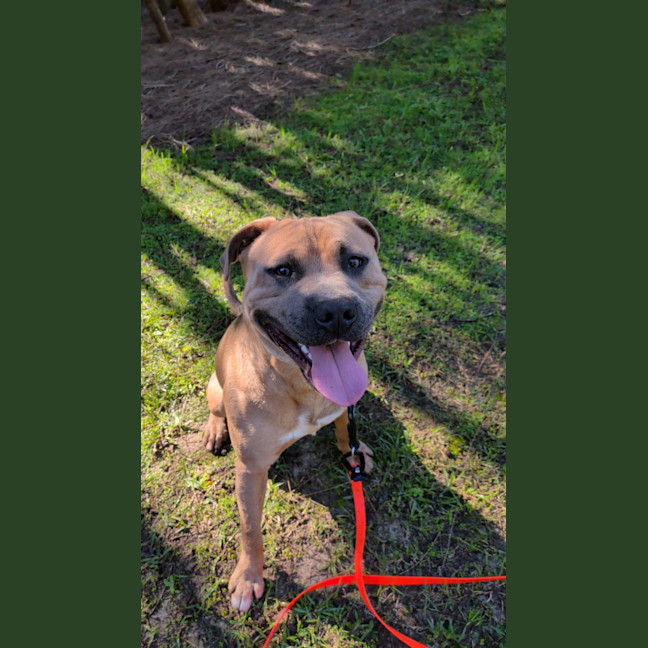 Photo of Scout