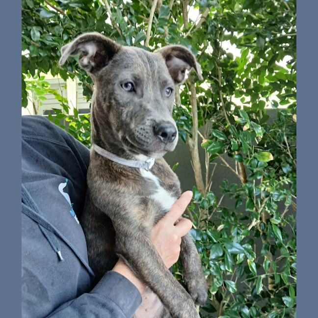Photo of Marvin   6 Month Old Cattle Dog X Staffy