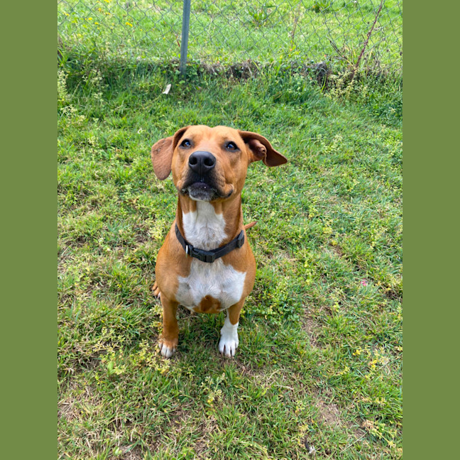 Photo of Cookie
