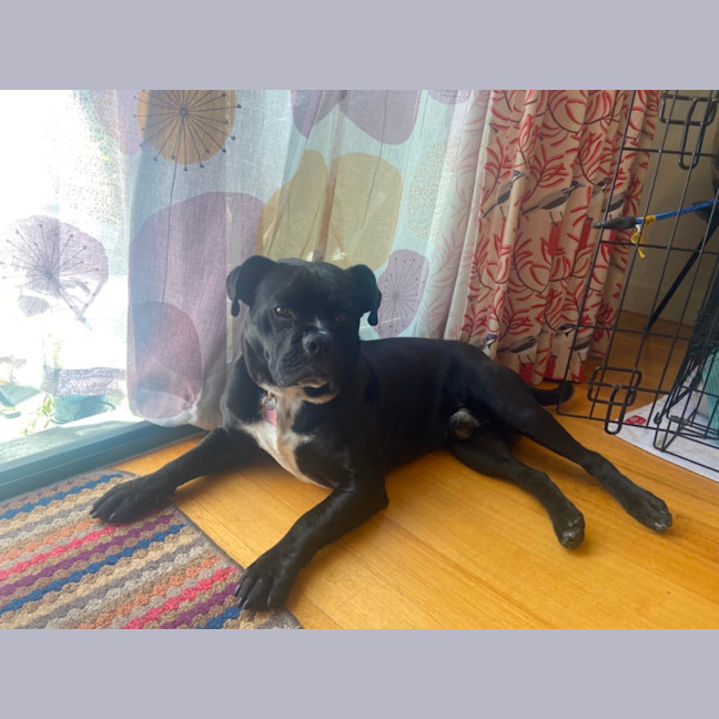 Photo of Buster ❤️