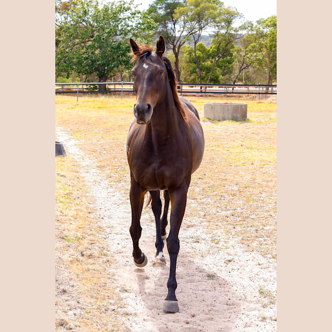 Photo of Jarrah