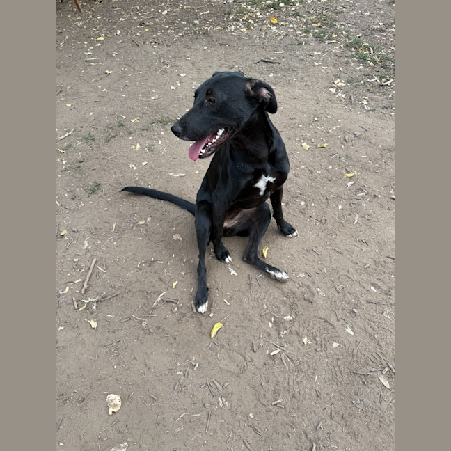 Photo of Rebel