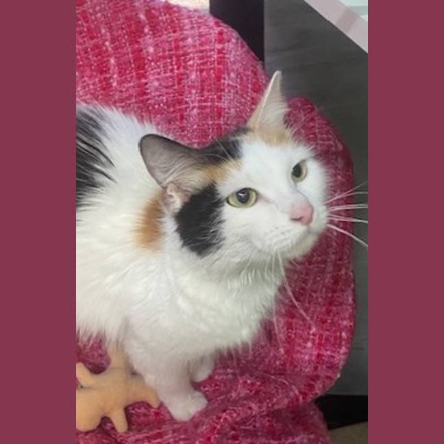 Photo of The Dinosaur Queen