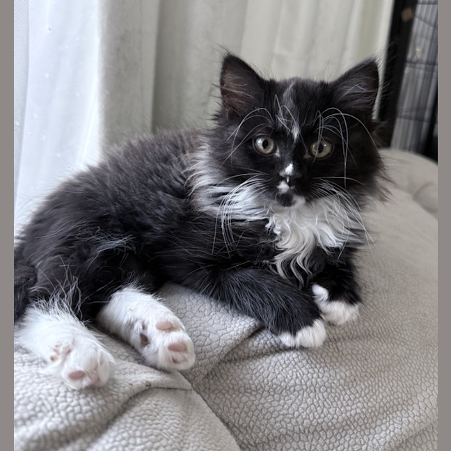 Photo of Chelsea 🌻