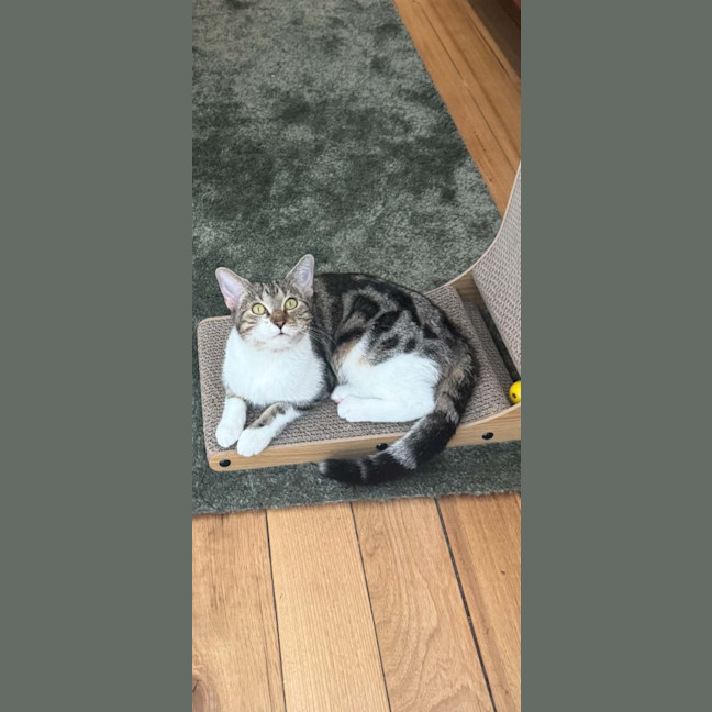 Photo of Polly