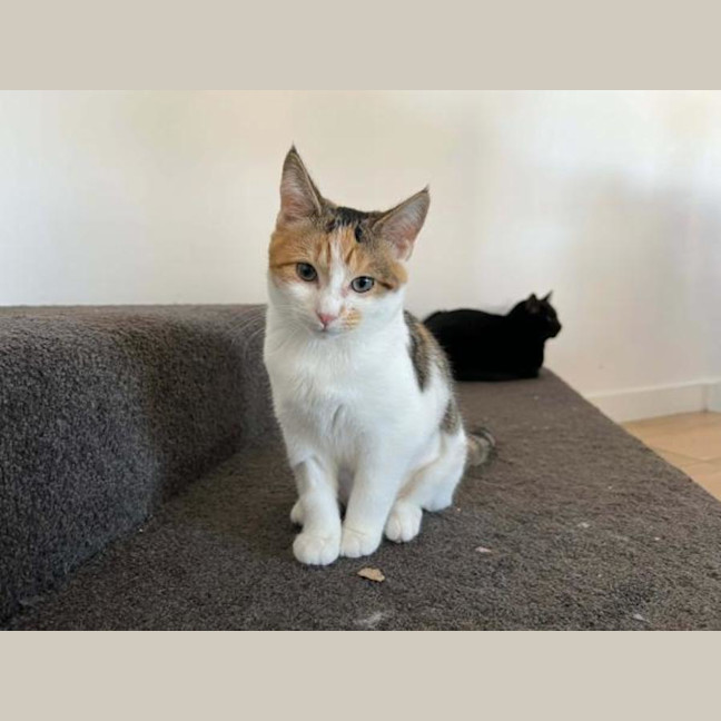 Photo of Daisy