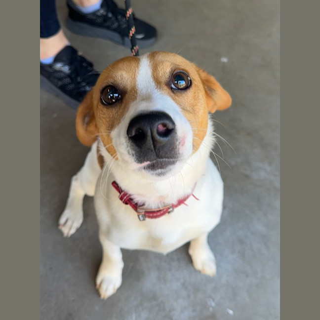 Photo of Baxter