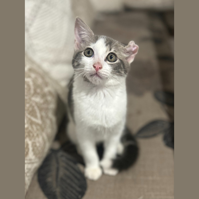 Photo of Cauliflower