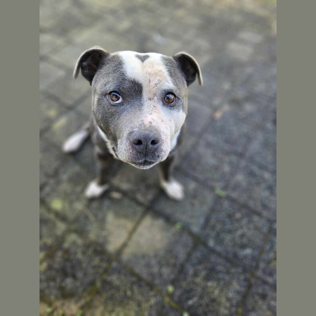 Photo of Baloo