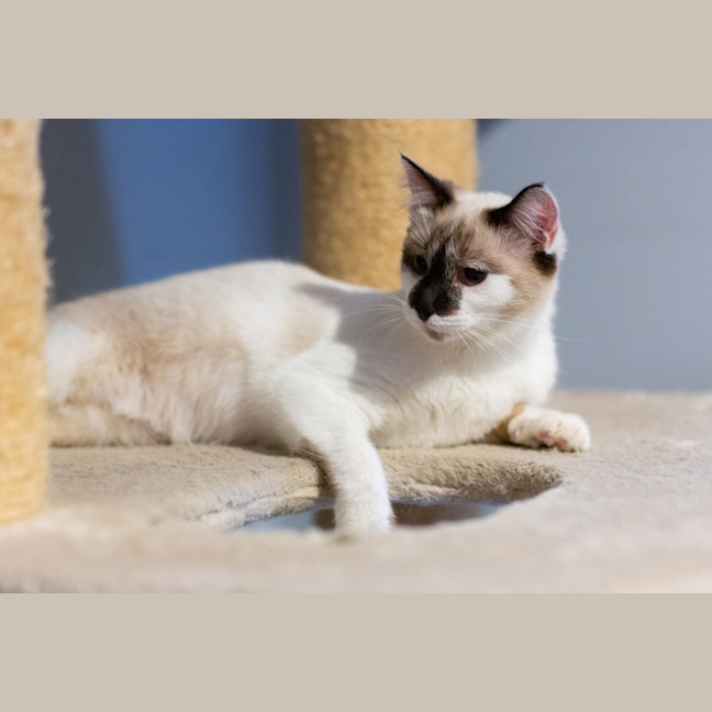 Photo of Willow 😻🌈