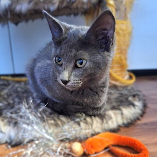 Photo of Sweetie