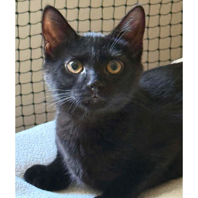 Photo of 12818   Tess