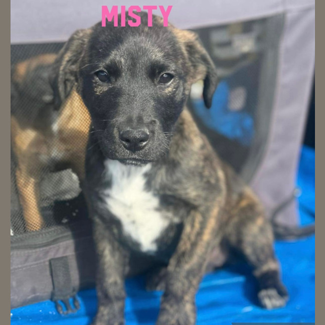Photo of Misty 