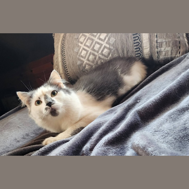 Photo of Freya