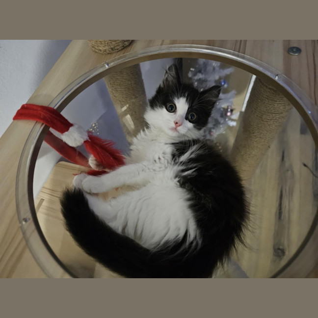 Photo of Pepples Meet Me@Petstock Hastings Store